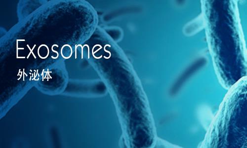 外泌体再生赋活